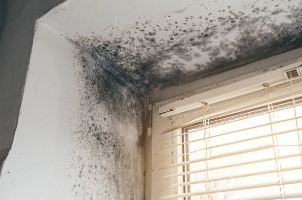 Affordable Attic Mold Remediation solutions in Saluda, VA